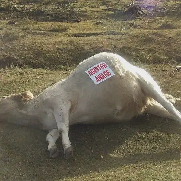 The Irish House of Commons condemns tithe of agistment on pasturage for dry and barren cattle